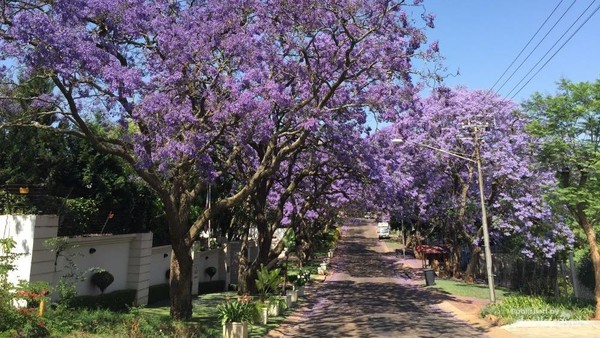 Bukan Australia, Ini Pemandangan Jacaranda di Afsel