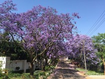 Bukan Australia, Ini Pemandangan Jacaranda di Afsel