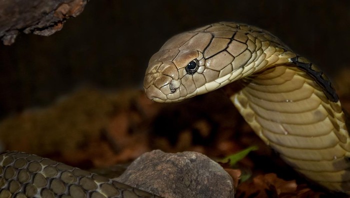 Ular King Cobra