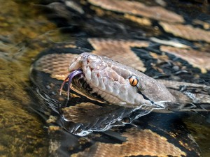 Bagaimana Cara Ular Piton Berkembang Biak? Berikut Proses Perkawinannya