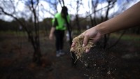 Seorang relawan dari Institut Chico Mendes melakukan reboisasi di area Taman Nasional yang terbakar di Brasilia, Brasil, Senin (21/10/2024).  