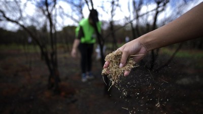 Upaya Warga Brasil Tumbuhkan Kembali Taman Nasional yang Terbakar