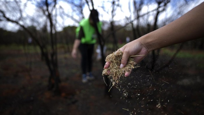 An area of the National Park that was ​​burned shows new growth, as volunteers and environmental technicians organized by the Chico Mendes Institute reforest the area in Brasilia, Brazil, Monday, Oct. 21, 2024. (AP Photo/Eraldo Peres)