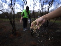 Upaya Warga Brasil Tumbuhkan Kembali Taman Nasional yang Terbakar