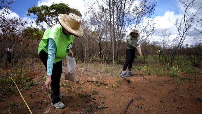 An area of the National Park that was ​​burned shows new growth, as volunteers and environmental technicians organized by the Chico Mendes Institute reforest the area in Brasilia, Brazil, Monday, Oct. 21, 2024. (AP Photo/Eraldo Peres)