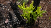 Kebakaran hutan dan semak ini merupakan yang terburuk dalam 14 tahun terakhir.  