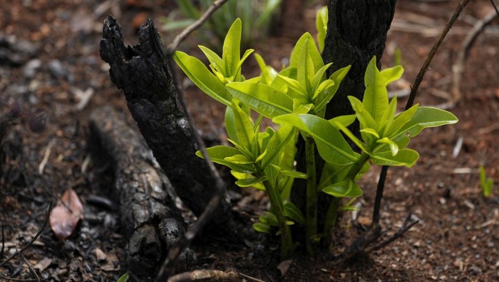 An area of the National Park that was ​​burned shows new growth, as volunteers and environmental technicians organized by the Chico Mendes Institute reforest the area in Brasilia, Brazil, Monday, Oct. 21, 2024. (AP Photo/Eraldo Peres)