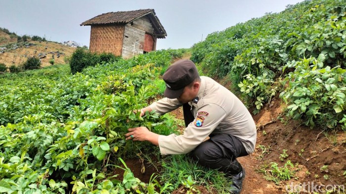 Aipda Eko Nugroho anggota Sat Samapta Polsek Nongkojajar, Pasuruan yang berhasil mengembangkan pertanian kentang.