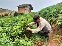 Polisi Pasuruan Ini Sukses Kembangkan Pertanian Kentang