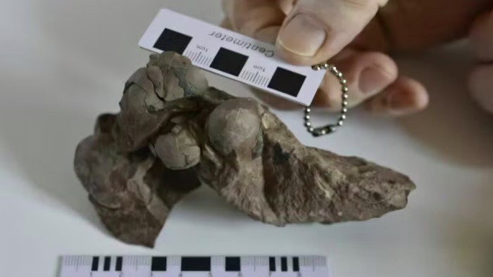 Fosil telur dinosaurus di Tiongkok