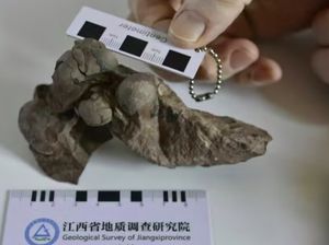 Telur Dinosaurus Terkecil Ditemukan di Lokasi Konstruksi