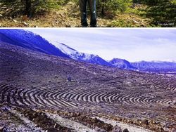 Bikin Melotot! Potret Lokasi Dulu Vs Sekarang Makin Hijau