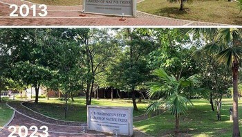 10 Tahun Pertumbuhan Pohon Asli Filipina Di Kampus Perguruan Tinggi Foto: Boredpanda