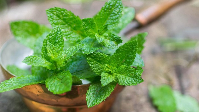 Ilustrasi tanaman peppermint