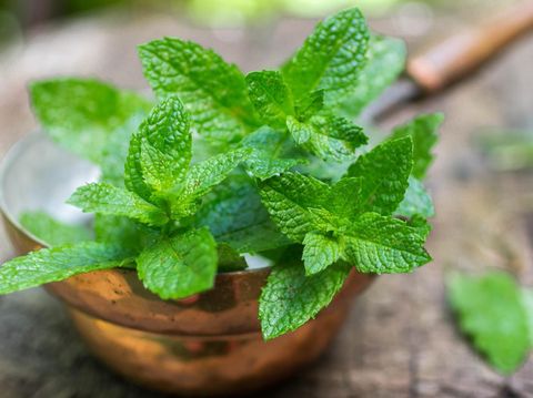 Ilustrasi tanaman peppermint