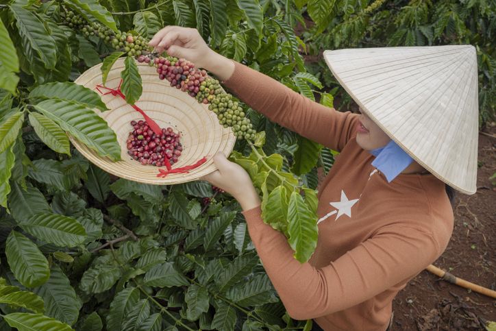 kopi vietnam