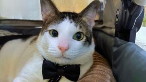 Foto: Bobby Kertanegara, Kucing Gemoy Kesayangan Prabowo