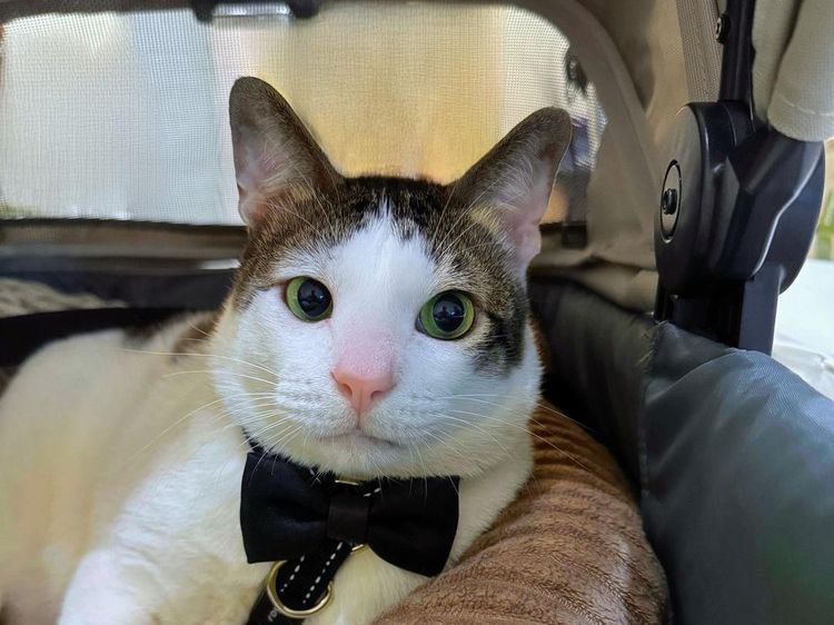 Foto: Bobby Kertanegara, Kucing Gemoy Kesayangan Prabowo