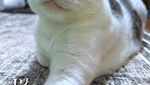 Foto: Bobby Kertanegara, Kucing Gemoy Kesayangan Prabowo