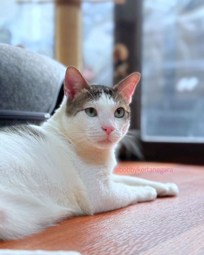 Kucing Prabowo yang bernama Bobby Kertanegara Kucing Prabowo yang bernama Bobby Kertanegara