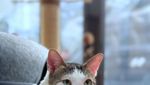 Foto: Bobby Kertanegara, Kucing Gemoy Kesayangan Prabowo