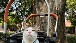 Foto: Bobby Kertanegara, Kucing Gemoy Kesayangan Prabowo