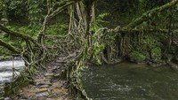 Jembatan akar pohon ara yang berada di wilayah Shillong, Meghalaya. (Getty Images)