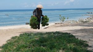Melihat Panen Rumput Laut di Nusa Penida Bali