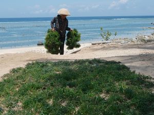 Melihat Panen Rumput Laut di Nusa Penida Bali