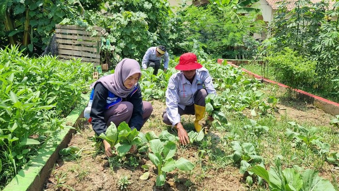 Pertamina bersama Kelompok Tani Sugihwaras memananen sayuran