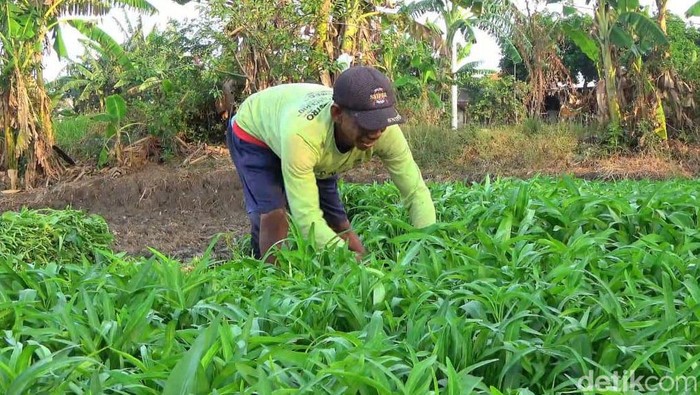 Petani Panen Sayuran Kangkung di Lamongan