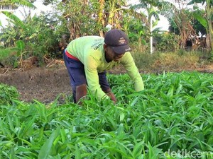 Cara Mudah Menanam Kangkung di Rumah, Cocok untuk Pemula-Lahan Sempit