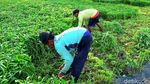 Petani di Lamongan Bahagia, Harga Sayuran Kangkung Melonjak