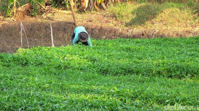 Petani Panen Sayuran Kangkung di Lamongan Petani Panen Sayuran Kangkung di Lamongan