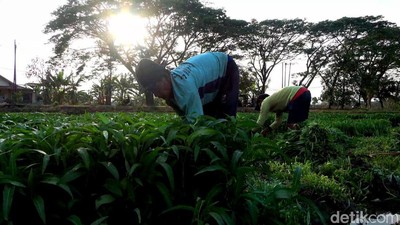 Petani di Lamongan Bahagia, Harga Sayuran Kangkung Melonjak