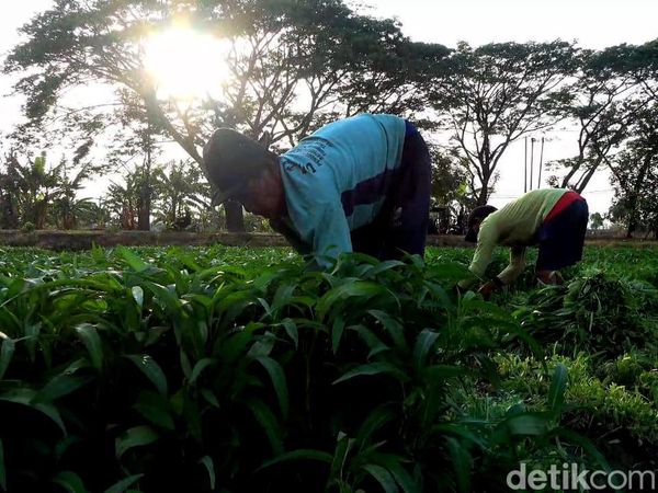 Petani di Lamongan Bahagia, Harga Sayuran Kangkung Melonjak