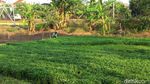 Petani di Lamongan Bahagia, Harga Sayuran Kangkung Melonjak