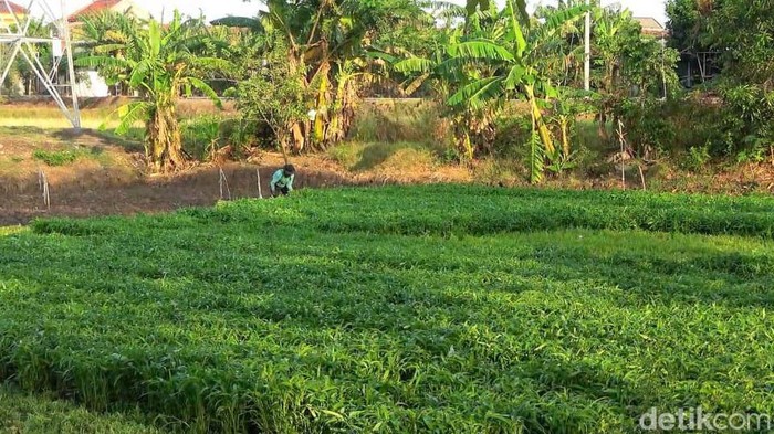 Petani Panen Sayuran Kangkung di Lamongan Petani Panen Sayuran Kangkung di Lamongan
