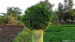 Petani di Lamongan Bahagia, Harga Sayuran Kangkung Melonjak