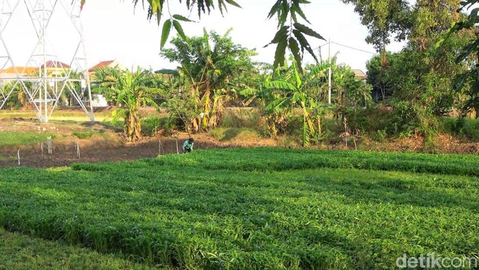 petani sayuran kangkung di lamongan