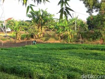 Harga Jual Sayuran Kangkung Tinggi, Petani Lamongan Semringah