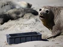 Pilu Satwa Laut di Patagonia Argentina Terancam Sampah Plastik