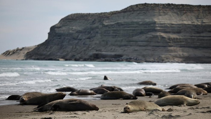 An elephant seal takes a sunbath next to plastic garbage on a beach, in Pico Sayago, in the Patagonian province of Chubut, Argentina September 26, 2024. REUTERS/Agustin Marcarian