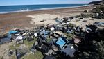Pilu Satwa Laut di Patagonia Argentina Terancam Sampah Plastik