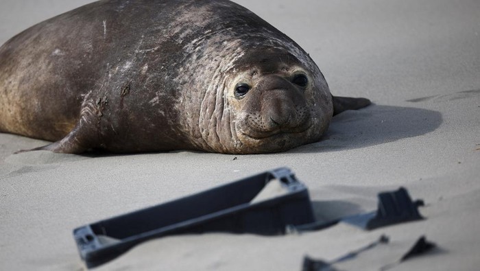 Pilu Satwa Laut di Patagonia Argentina Terancam Sampah Plastik An elephant seal takes a sunbath next to plastic garbage on a beach, in Pico Sayago, in the Patagonian province of Chubut, Argentina September 26, 2024. REUTERS/Agustin Marcarian
