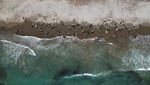Pilu Satwa Laut di Patagonia Argentina Terancam Sampah Plastik