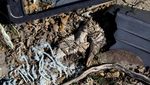 Pilu Satwa Laut di Patagonia Argentina Terancam Sampah Plastik