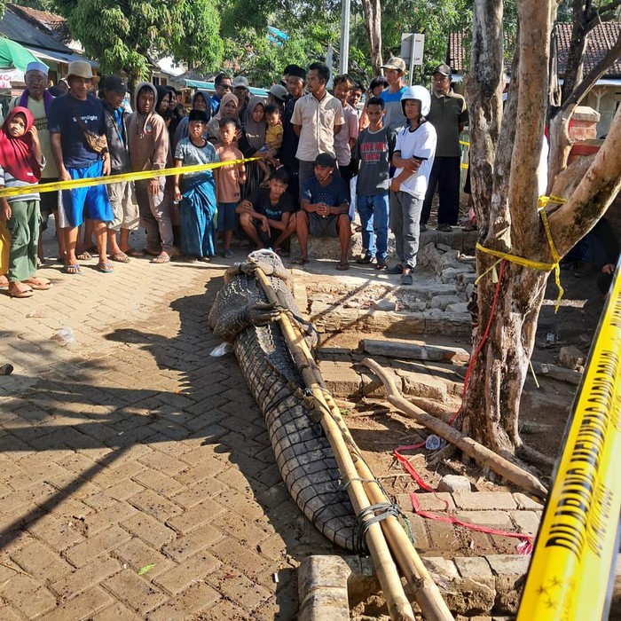 Seekor buaya besar di Sungai Cijalarang, Kecamatan Cigeulis, Kabupaten Pandeglang ditangkap warga. Buaya itu diduga telah menerkam seorang warga. (dok Istimewa)
