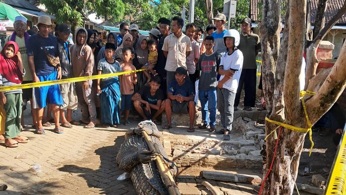 Seekor buaya besar di Sungai Cijalarang, Kecamatan Cigeulis, Kabupaten Pandeglang ditangkap warga. Buaya itu diduga telah menerkam seorang warga. (dok Istimewa)