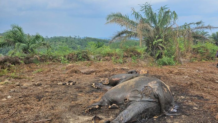 Seekor gajah ditemukan mati dan membusuk di lahan konsesi Tanjung Jabung Barat.